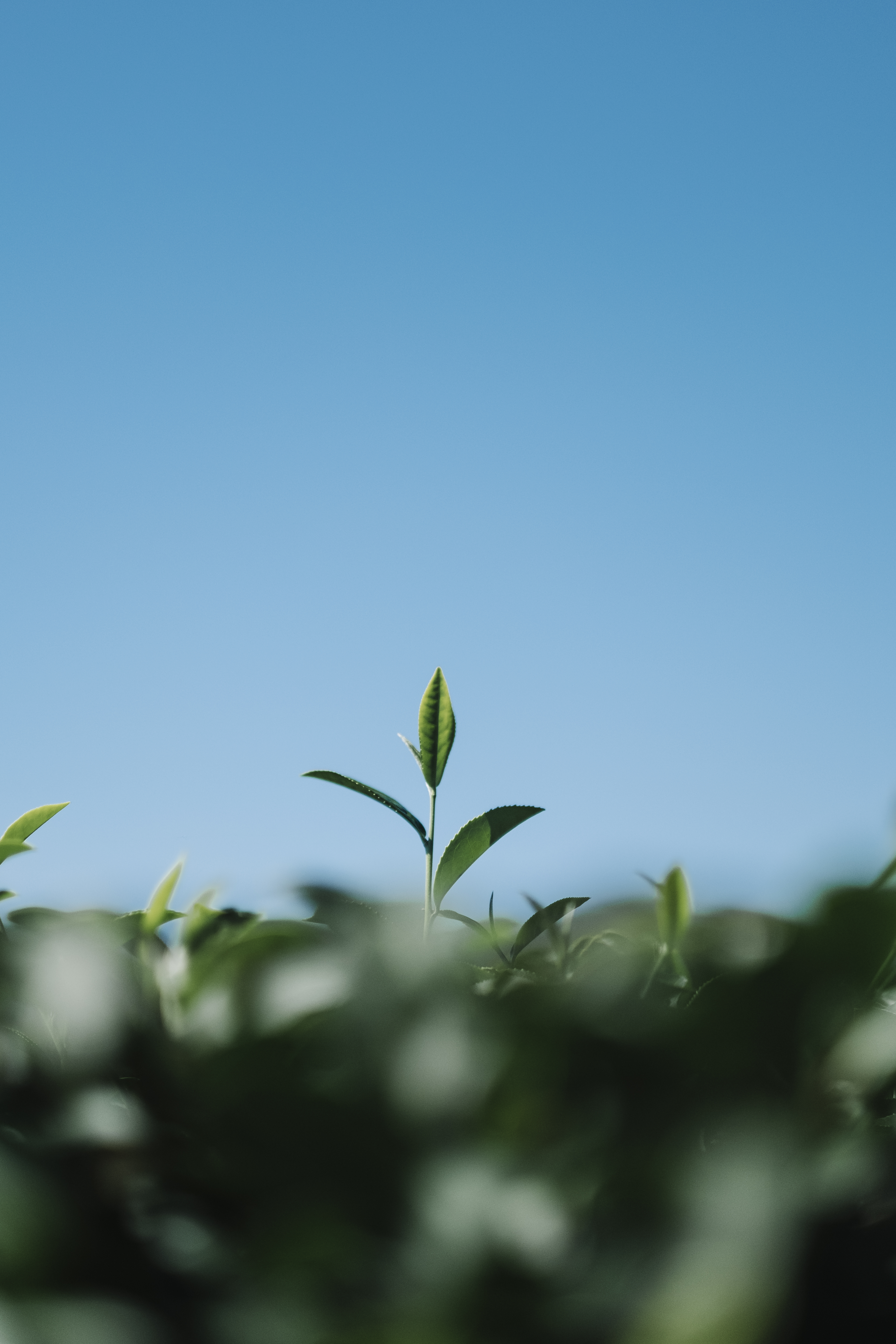 Planting